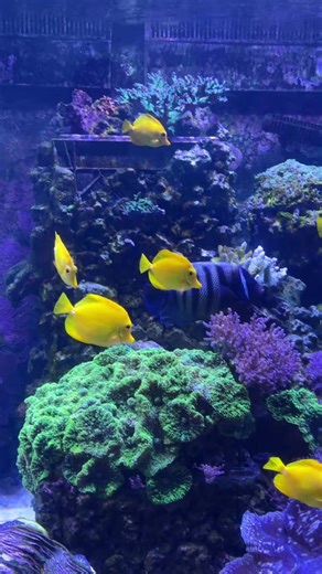 BUBLES! #singingphantom43 #betaomegawolf #disneywiselady #tiktokmjwatson #findingnemo