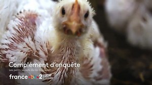🐔Rôti, en nuggets ou en filets bien dodus : le poulet est devenu la viande la plus consommée par les Français. Mais que se cache-t-il vraiment derrière les barquettes à petits prix de vos supermarchés ? #Complementdenquete sur les dessous de LDC, le leader de la volaille en France. 📺 « Les petits secrets du roi du poulet », ce jeudi à 23h00 sur france.tv I France 2 | Complément d’enquête