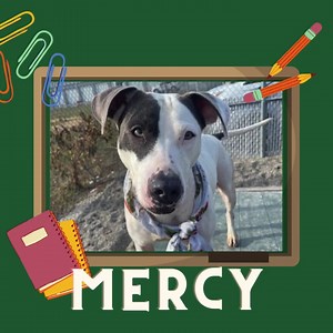 We have 20 dogs who have been at the shelter for over 💯 days! Help us "graduate" the members of this exclusive group to "adopted" status by coming to the shelter until 5:30 pm today. Remember: kennel walkthroughs end at 5 pm! For more information, visit indy.gov/activity/adopt-a-pet | Indianapolis Animal Care Services