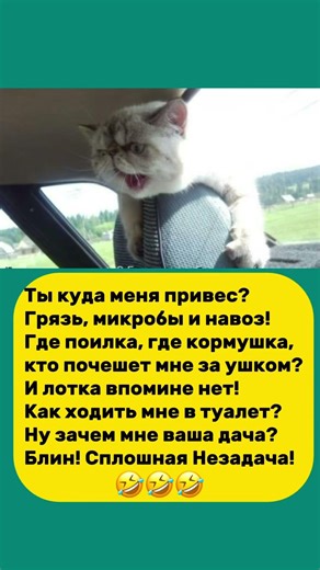 Кот впервые на даче 😹 #жиза#питомцы#мем#funnycat#catmeme#cats#viral#shorts#reels#вреки#humor#кот