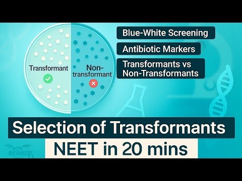 Selection of Transformants NEET Class 12 Biotechnology| Antibiotic Resistance & Blue White Screening