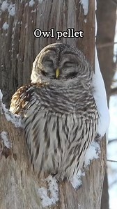 This beautiful Barred Owl is bringing up a pellet! For those who don’t know, a pellet is like a hairball full of bones for and teeth from the animals they eat, and cannot digest. They go to the bathroom from the other end, and it’s known as white wash Nikon Canada #owlpellet #nikoncreators #barredowl #theeowlqueen | Thee Owl Queen
