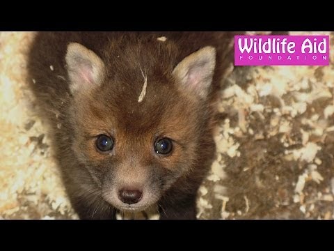 Cute baby fox calling for mum