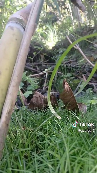Mali Video Klip Za TikTok