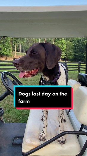 Dogs Last Day on the Farm Fun | Funny Dog Videos TikTok Compilation