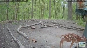 67K views · 879 reactions | SO CUTE! A newborn fawn was caught on video by a Pennsylvania wildlife camera taking its first steps. Listen as the mom and baby talk on this incredible video. More details: https://cbsloc.al/2TnNih3 | KDKA-TV | CBS Pittsburgh | Facebook