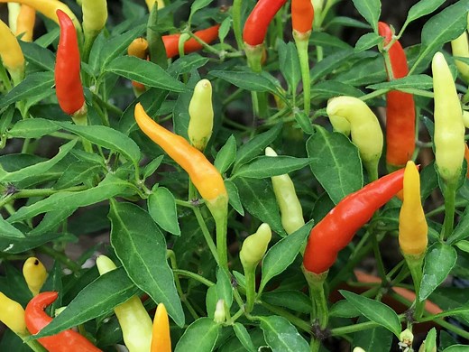 Growing chilli: plant care guide