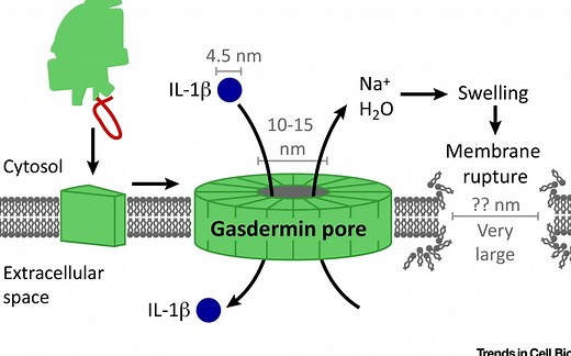 [JC-5] Inflammatory caspases切割GSDMD介导焦亡