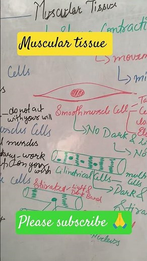 Muscular Tissue | Structure, Types & Functions | Class 9 Biology | NCERT Tissues Chapter