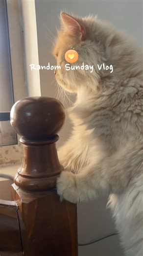 A lazy sunday #sunday #dailyvlog #minivlog #trending #sundayfunday #viral #collab #ytshorts #fypシ