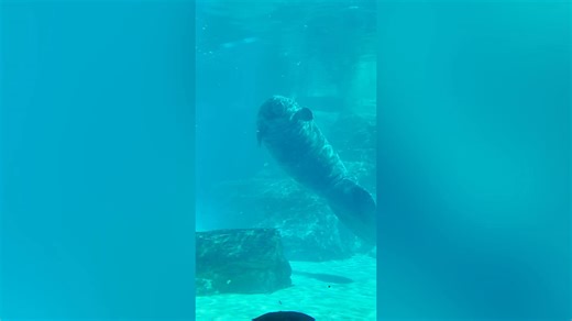 Oldest manatee in captivity Romeo story