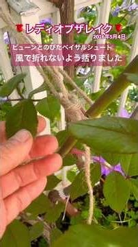 🌹Lady of the Lake🌹 The basal shoots were getting quite windy, so I tied them up! #EnjoyRoseGarden...