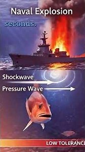 War Explosions Underwater—What Happens to Fish? #shortsfeed #usa #viralshorts