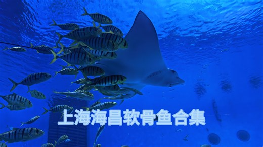 上海海昌软骨鱼合集
