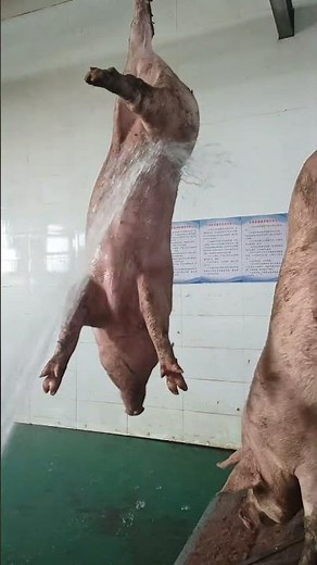 Pig Farmer Safely Loading Pigs into a Truck | Educational Purpose Only