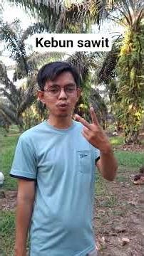 kebun sawit tebo jambi indonesia