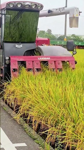 Japan harvest rice #farming #ricefield #japan