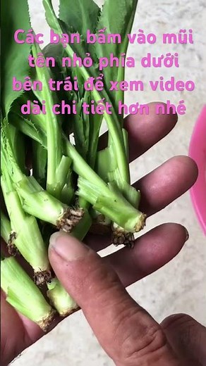 Tuyệt chiêu trồng rau ngò gai #caycanhtuandiep #caytrongnha #giamcanh