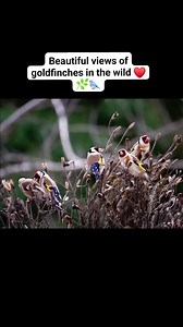 Goldfinches in the wild 🌿🐦❤️ #goldfinch #nature #wild_birds #Nature_of_Algeria #Favorite_plants_of_goldfinches #birds #cage #hunting #breeding | Wild Bird Beauty