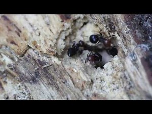 Crematogaster scutellaris: nest-building / Nestbau