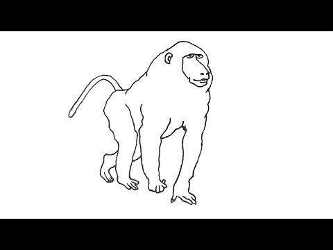 How to Draw a Baboon Easy Step by Step