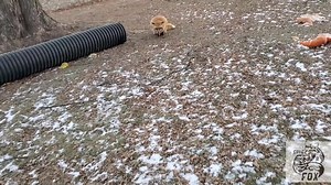 Finnegan Fox and DixieDo fox say hello hehehe! | Saveafox Corporation