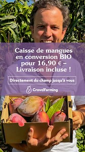 Cette caisse de mangues est la plus petite et la plus abordable que vous pouvez commander actuellement chez CrowdFarming. 🧑‍🌾 Nous l'avons créée dans le but de soutenir les agriculteurs qui sont en transition vers l'agriculture BIO. Ces agriculteurs n'ont pas d'autre moyen pour vendre leurs mangues à un prix équitable. S'ils ne les vendent pas via le circuit court, ils recevront des supermarchés le même prix que pour des mangues cultivées avec des pesticides chimiques. | CrowdFarming