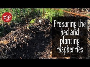 Preparing the beds and planting raspberries #piptips #6