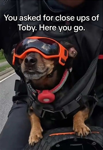 Close-Up Footage of Toby the Dog