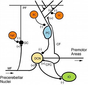 Mossy fiber (cerebellum) - Alchetron, the free social encyclopedia