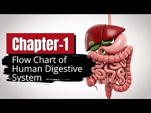 Human Digestive System Flow Chart | Easy Revision for Class 10 Biology
