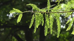 Lebanon Cedar Cedrus Libani Young Sprout 库存影片视频（100% 免版税）1011632057 | Shutterstock