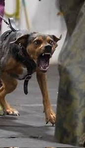 The full video of this training session is on my channel. | The Dog Daddy