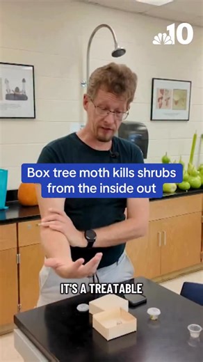 A new pest called the box tree moth is destroying shrubs and bushes in New Castle County, Delaware, by chewing up plants from the inside out. #nbc10philly #delaware #bug #moth #pestcontrol | NBC10 Philadelphia