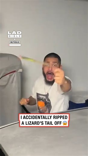 Why does it move like that?! 😳#lizards #animals | LADbible