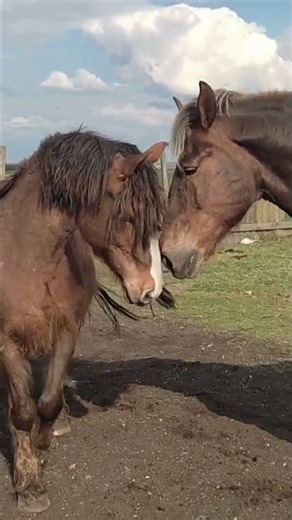 Stallion and His Beautiful Foals ❤️| Heartwarming Horse Family