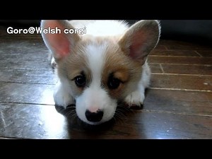20141115 Part 1 cute puppy / コーギー子犬 welsh corgi pembroke