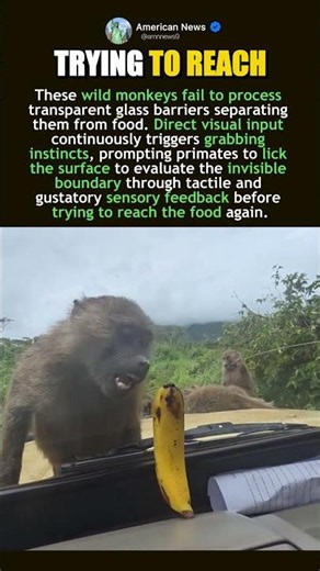 MONKEYS DISCOVER A HIDDEN GLASS BARRIER