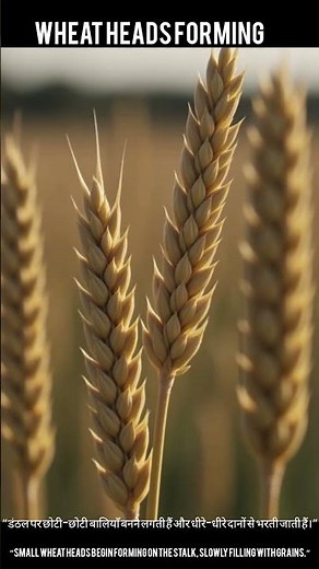 "Wheat Life Cycle Explained