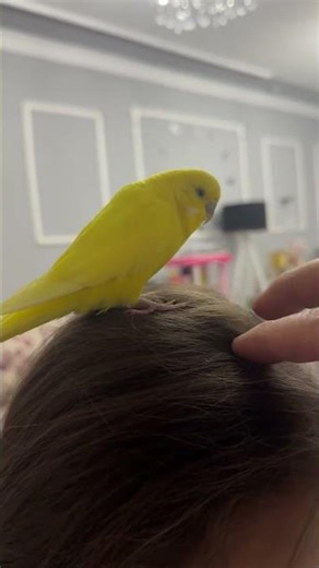 yellow angry bird. #cute #animalshorts #birds