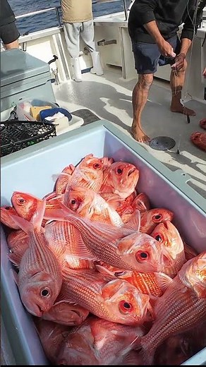 redfish frenzy #fishing #redfish #nannygai #deepseafishing #fishingaustralia #baitfishing #jigging