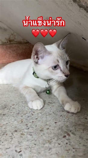 น้ำแข็งน่ารัก##catshorts #funny #แมวน่ารัก #แมวจรที่รัก