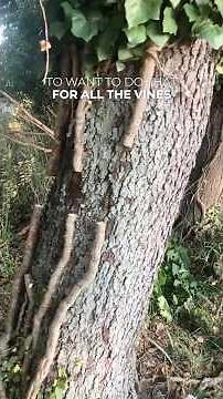 This Invasive Vine Harms our Trees and Woodlands! #invasivespecies