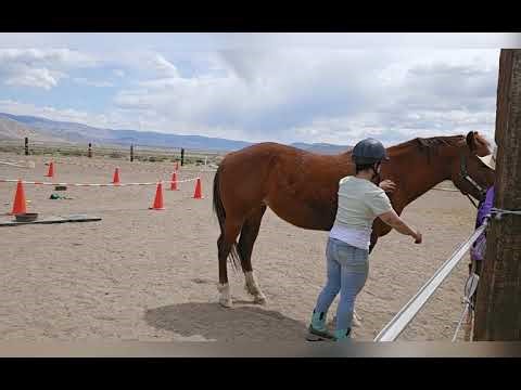 WHWH: Problem Behaviour & Husbandry Behaviour Case Study * - Croissant - *