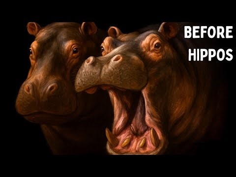 How the Hippo Transformed Again and Again Through Time