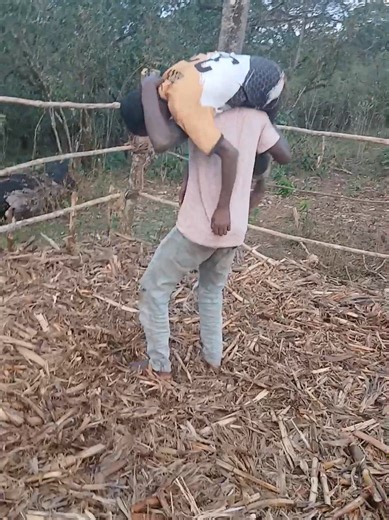 Rural Area Wrestling Showdown – 100% Handmade Setup#wwefan #royalrumble2026 #wrestling #ruralwrestling #wweshorts