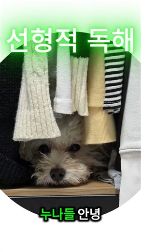 대립쌍을 이용한 수능 영어 문장 선형적 독해 #수능영어 #수능영어만점