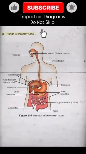 Human Digestive System Explained in 30 Seconds 🤯 | Class 10 Science #Shorts