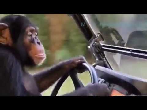 monkey drive car (life is a highway)