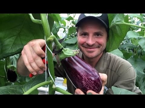 Erste Aquaponik-Farm Europas: Rosébarsche, die Auberginen düngen | DER SPIEGEL